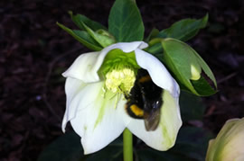 share-gardening-london